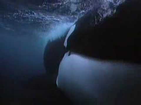 The Killer Whales Youtube