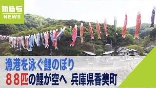 【８８匹の鯉が空へ】漁港を泳ぐ鯉のぼり　色とりどりの鯉８８匹が泳ぐ端午の節句　兵庫県香美町(2022年5月2日)