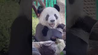 Smiley Panda Fei Yun Wink Compilation #cute #panda #feiyun #beautiful #animals #viral #fyp