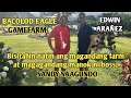 Let's visit beautiful farm and quality Gamefowl of mister, Sandy Saagundo - Bacolod Eagle gamefarm