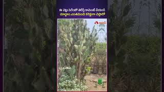 ఈ చెట్టు పెరేంటో తెలిస్తే కామెంట్ చేయండి   #guessthetree #braintest #telugunews #generalknowledge