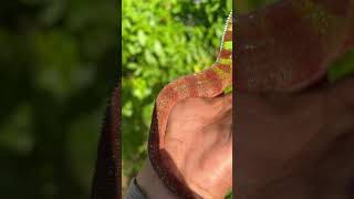 Sambava 👹 a gorgeous example of a male panther chameleon #music #chameleon #animals #shorts #plants