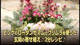 ♪ 冬の寄せ植え3分レシピ ♪ピンクのローダンセマムとプリムラを使った玄関の寄せ植え