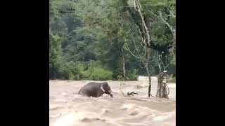 A wild elephant trapped in the flood of Chalakudy river in Thrissur