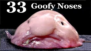 33 Goofy Nose Animals