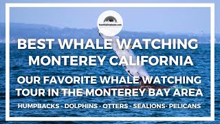 Best Whale Watching  Monterey California - Our Favorite Whale Watching Tour in The Monterey Bay Area