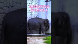 日本に1頭しか居ないボルネオゾウのふくちゃん