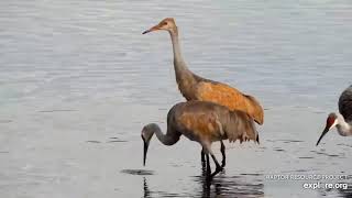 October 20, 2021: Sandhill Cranes on Fall Migration