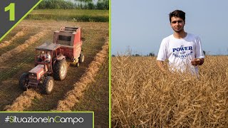 L'ANNATA PARTE MALE MA IL COLZA SEMBRA MOLTO BELLO! - Situazione in Campo #1 [NUOVA Stagione 4]