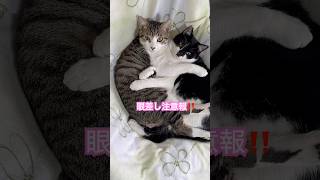 ネコと子ネコとおじさん　仲良しニャンズの眼差し注意報発令中‼️ #shorts #猫のいる暮らし #cat #cats #猫 #ねこ #胸ハート🩷ちゃん　#ハチトラニャン