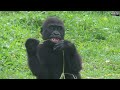 小金剛猩猩ringo拍拍手baby gorilla ringo claps hands