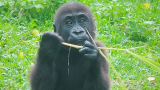 小金剛猩猩Ringo拍拍手Baby gorilla Ringo claps hands