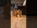 今年の11月はソファの近くで過ごすことが多かったコーギー our corgi loved hanging out near the sofa in november コーギー corgi