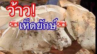 Ep268 #พาดูเห็ดยักษ์ | ไทเลย ฮั่นแน้ว