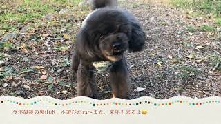 Toypoodle Popo トイプードルポポの2018  晦日の朝夕マッタリ散歩だよ〜