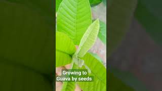 growing guava plant by seeds 👍👍