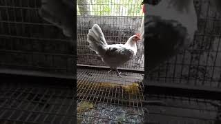 lavender Fayomi for sale in malappuram tanur 8129808187|breeding pair|1850