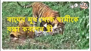 বাঘের মুখ থেকে স্বামীকে রক্ষা করলেন স্ত্রী || Bengal tiger Attack