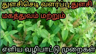 துளசி செடி வளர்ப்பு,துளசி மகத்துவம்,மற்றும் எளிய வழிபாட்டு முறைகள்.