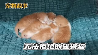 这种碰瓷猫怎么让人拒绝？