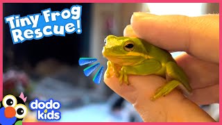 Is That A Frog In My Salad?! | Dodo Kids | Rescued!