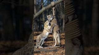 Unexpected Alliances: How a Snow Leopard Saved a Wolf #rescue #savingwildlife #wolf #wolfrescue