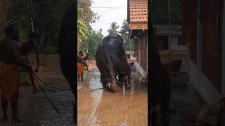 ബഹുമാനിക്കാൻ പഠിക്കടോ,🤪 അത് ഇനി ആന ആയാലും 🤣🤣#elephant #elephants