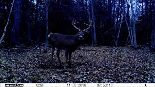 Morning Scrape Visit by the 14-Point Brute Buck