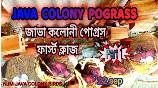 JAVA COLONY POGRASS & জাভা কলোনি পোগ্রেস ফাস্ট ক্লাজ @Njm505