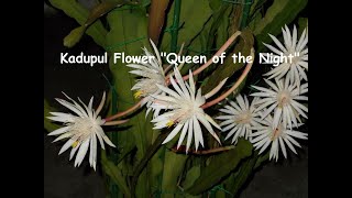 Kadupul Flower \