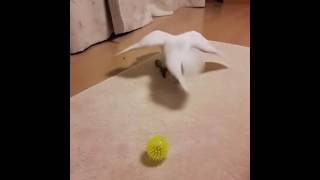 ﾀｲﾊｸｵｳﾑガッちゃまん・白鳥の湖♥