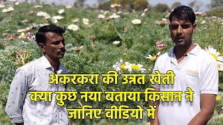 अकरकरा की उन्नत खेती कब और कैसे करते है | Akarkara Kheti ki Jankari in Hindi | #अकरकरा