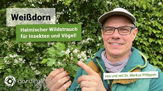 Weißdorn - Heimischer Wildstrauch für Insekten und Vögel! Mit Tipps zu Boden, Standort und Schnitt!