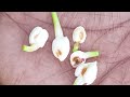 a to z 🌷குண்டு மல்லிகை பூ விவசாயம் பற்றி சில tips jasmin planting...