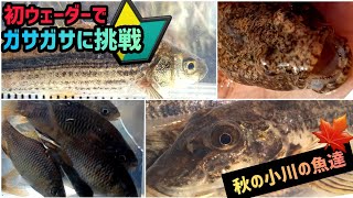 【ガサガサ】初ウェーダーでガサガサに挑戦！