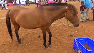 Anthiyur  Market Series: 5, Gurunathaswamy Temple Festival, Different Horse in Horse Market.