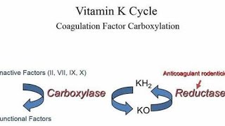 نقش ویتامین k و کلسیم در انعقاد / مکانیزم عمل وارفارین/rules of Vitamin K and calcium in hemostasis