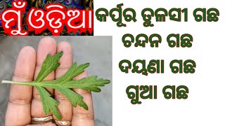 #muodia  କର୍ପୂର ତୁଳସୀ ଗଛ, ଚନ୍ଦନ ଗଛ, ଦୟଣା ଗଛ, ଗୁଆ ଗଛ ॥