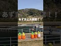 あずきのジャーンプッ！！ イルカ dolphin aquarium