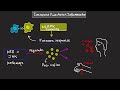 functions and therapeutic potential of mapk signaling basic science series