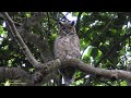 bubo virginianus perched and singing jacurutu great horned owl by antonio silveira.