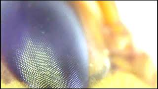 Wasp Anatomy: Compound Eyes