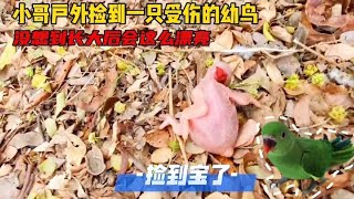 小哥在野外捡到一只受伤的幼鸟，没想到长大后居然那么的漂亮！