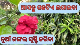 ଆସନ୍ତୁ କିଛି ଶୁଖିଲା ମଞ୍ଜି ବୁଣିବା / ନୂତନ ଜଙ୍ଗଲ ସୃଷ୍ଟି କରିବା