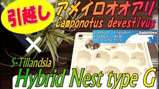 【アリ飼育巣】アメイロオオアリ引っ越しました〜S-Tillandsia社製 Hybrid Nest type G〜　◆【Camponotus devestivus】～自由研究〜◆ アリ飼育観察