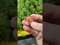 anggur veles veles grapes timelapse anthesis to harvest