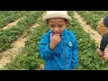 strawberry picking in fulda erdbeeren selbst pflücken