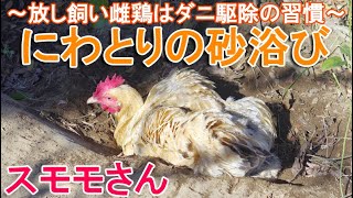 ニワトリの砂浴び～庭で放し飼いの名古屋コーチン雌鶏はダニ駆除の衛生習慣～