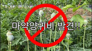 마약 단속용 양귀비를 발견해서 경찰에 신고해봤습니다.