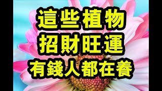 風水中最招財的植物有哪些？哪八種植物招財又旺宅？